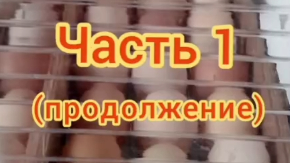 #инкубация #закладкаяицвинкубатор