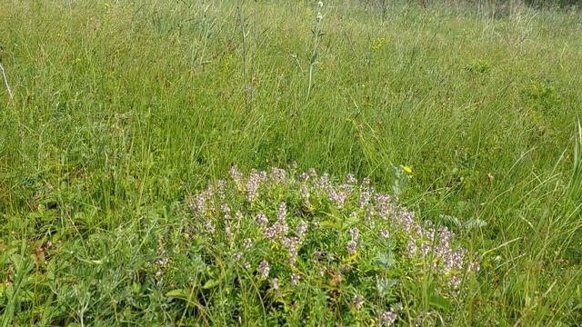 Чабрец, богородская трава. Пензенская область