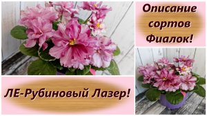 Описание сортов Фиалок! ЛЕ-Рубиновый Лазер!
