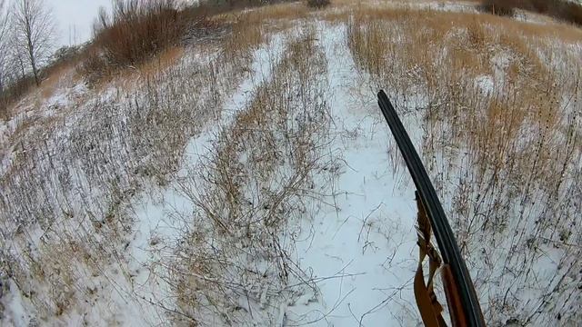 заяц бронированный