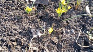 Что за цветочки взошли на клумбе? Таловая, парк "Солнечный" 30-03-2026