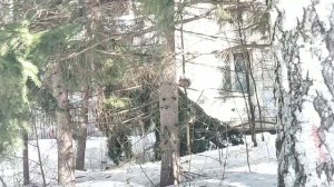 Муравьиный лес Академгородка: белочка 🐿️ откопала грецкий орех. Пудель с бабушкой 😁