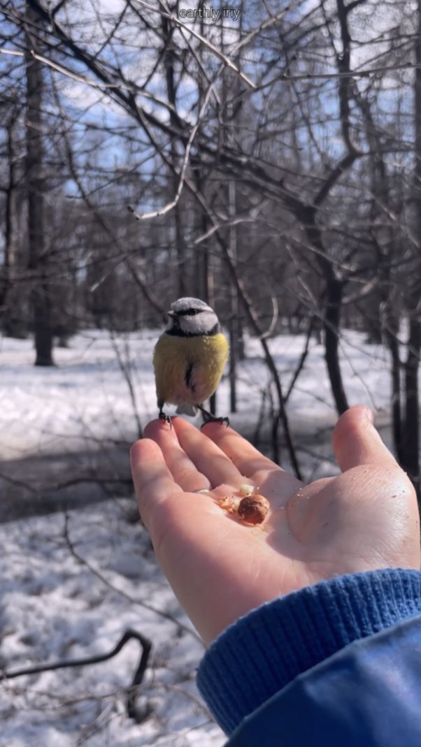 Угощение для синичек #земнойирий #весна #синицы #синички #птицы