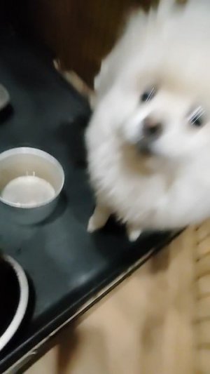 ОБЗОР НА МОИХ СОБАК МОЛЯ И НА КОРМИЛ ИХ МОЛЯ И ЛОРА!!!!!!