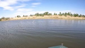 Что же я так раньше не ловил?! Расставил бутылки в камышах и оставил их на весь день...