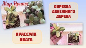 ОБРЕЗКА ДЕНЕЖНОГО ДЕРЕВА●КРАССУЛА ОВАТА●●●