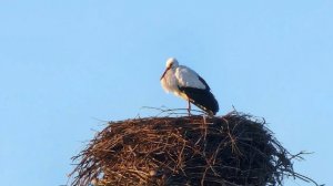 В Ярославскую область раньше срока прилетели первые аисты