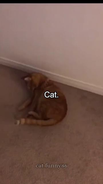 Котики