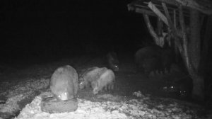 Кабан. Кабаны в мире животных. Канал о канале. Природа России. Серия 256