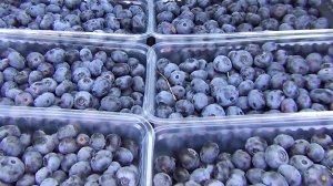 Голубика в Ростове: полный курс для новичков и профи от Маленькие Сады