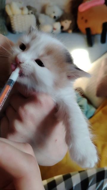 Котёнок и молоко.