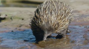 Утконос, который украл иголки? Удивительные факты о ехидне! 🦔🥚