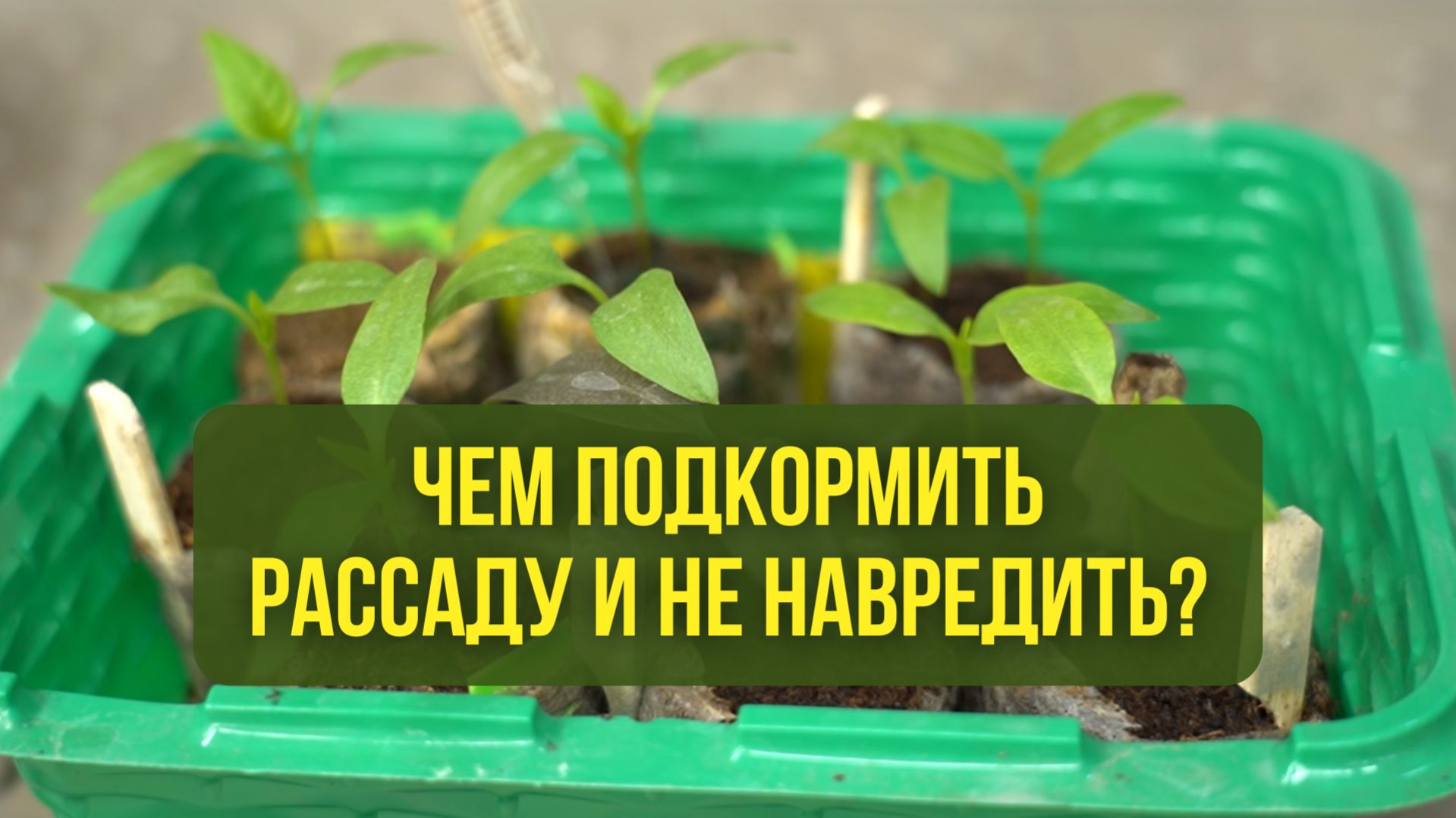 Чем подкормить рассаду и не навредить?