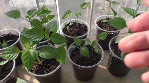 Рассада перцев 30 марта
