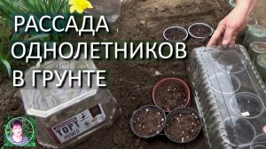 Как вырастить рассаду однолетних цветов сразу в открытом грунте Сею Катарантус и  Бальзамин