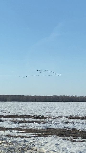 Весне дорогу!