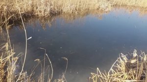 ВОТ ЭТО РЫБА КАРАСЬ ОТТАЯЛ ПЕРВЫЙ