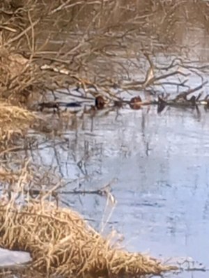 Данил колбасенко гоп