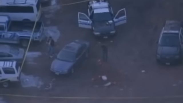 EGE Animals - What Is Happening Here?