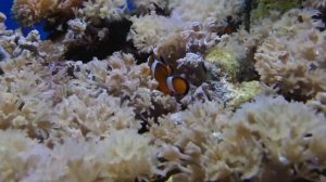 Коралловый риф с жесткими кораллами