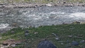 В Горном отдыхаешь так. С одной стороны реки ты, а с другой стадо козлов