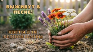 🌿 Сад без хлопот Самые выносливые цветы для бедной почвы.