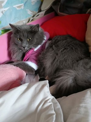 Всем пр котикам