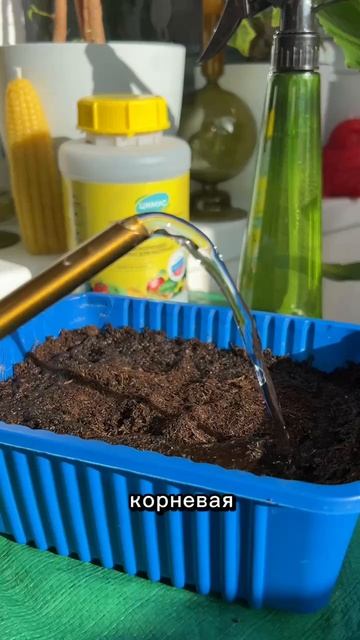 Земляника из семян: как получить всходы