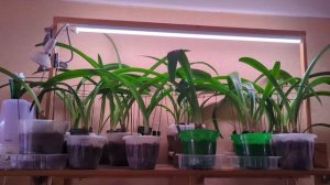 30-03-2026.Рассада на окне..Гиппеаструмы на полке.