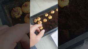 Как сохранить луковицы гладиолусов до посадки в грунт, если они уже тронулись в рост