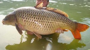 Голавль 47 с. Щука 52 с. 9.13 мин. Жерешок 50 сек. Лещи 14 с.; 50 с; 2.44; 3.23; 3.38 мин.