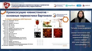 Бартонеллезы: актуальные вопросы эпидемиологии и диагностики
