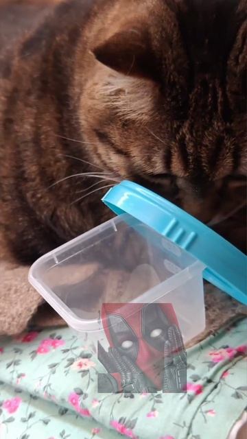 Опять понедельник 🙀😼🫶🫶😉🤣