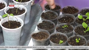 Время рассады: подготовка к дачному сезону