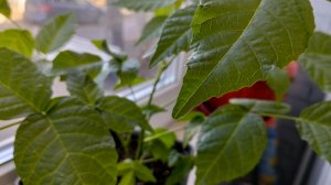 Продолжаю эксперимент по выращиванию грецкого ореха из ореха в домашних условиях