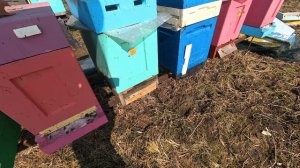 Весна!!!! душа радуется!!! Пчелки работают!