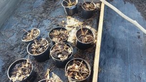 Готовимся к новому сезону, обрезка и черенкование гортензий.