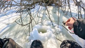 ЗАБУРИЛСЯ ПОД ДЕРЕВО, А ТУТ КРУПНЯК на черта КЛЮЁТ. Лещ, плотва. Рыбалка в марте в 2026