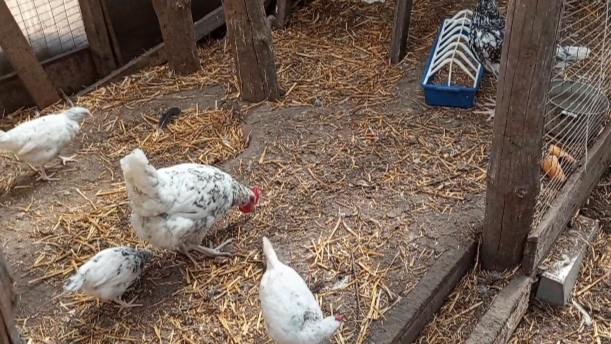 Жарко в птичнике- снимаю панели. Теперь всё супер!