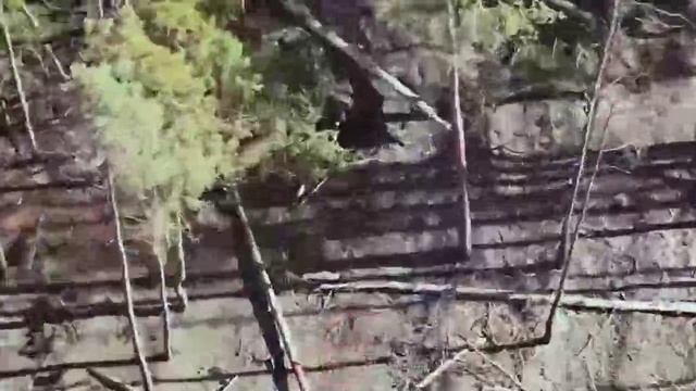 «Дикие ССО» уничтожают «осиное гнездо»