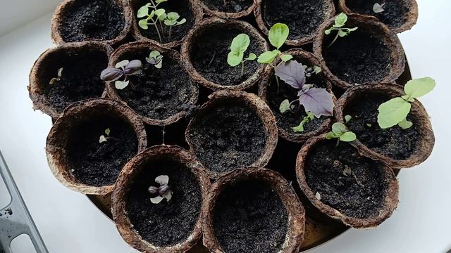 Базилик ПОДРОС!