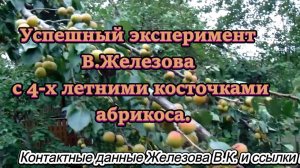 Успешный эксперимент В.Железова с 4-х летними косточками абрикоса.