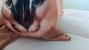 ЗАДАВАЙТЕ ВОПРОСЫ ШЛЁПЕ!