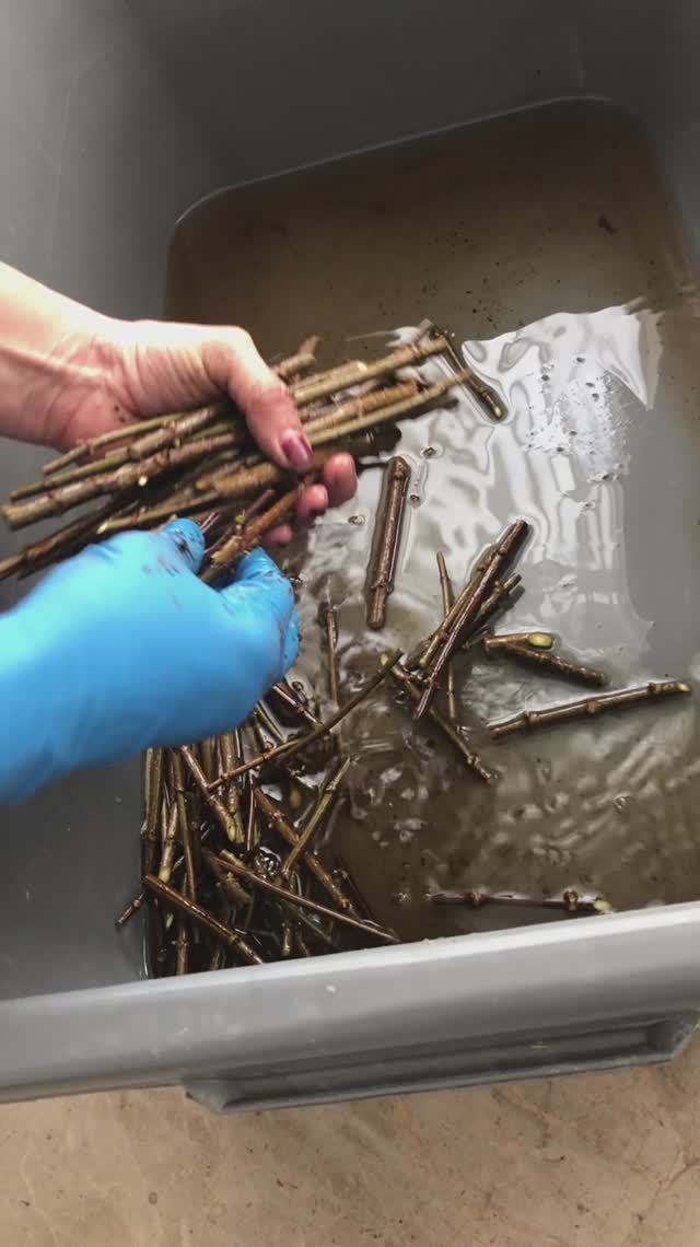 Черенкование метельчатой гортензии весной. Древесный черенок. Как посадить