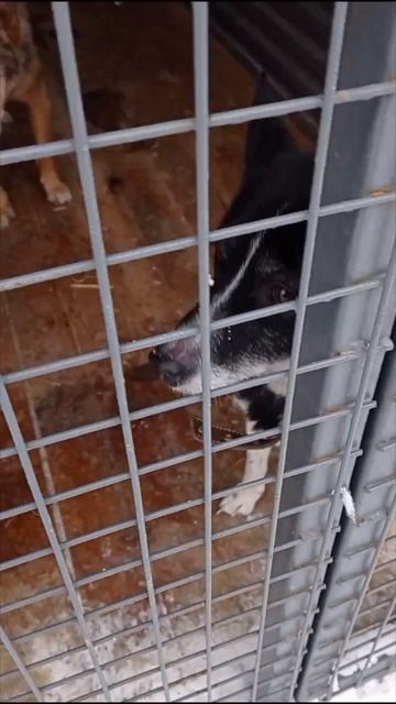 🆘🆘🆘 В приюте домашняя собачка!!!