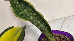 copy_6C897442-3864-4057-9565-3C5C20C93403