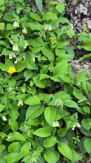 Это цветущий Сочи 30-03-2026