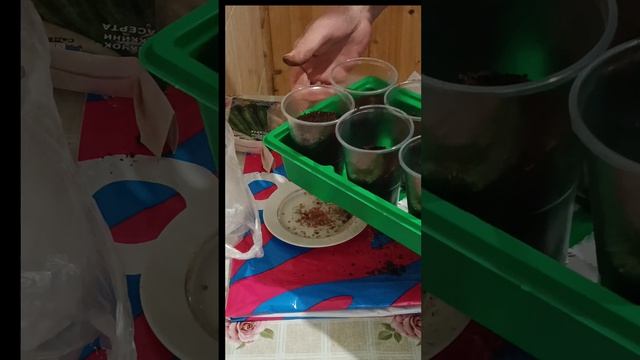 Весенний посев семян на рассаду