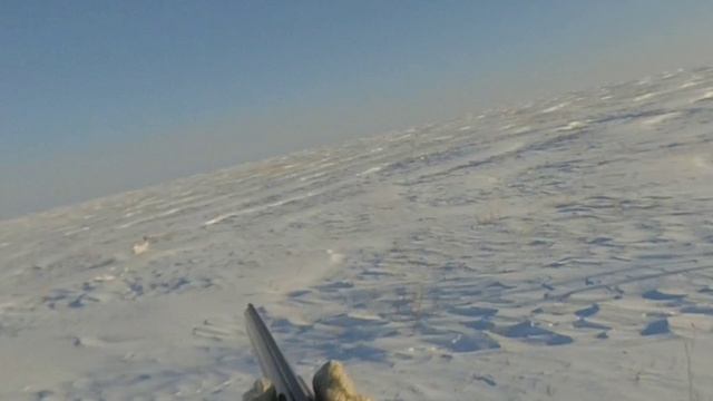 Охота на зайца по следу.