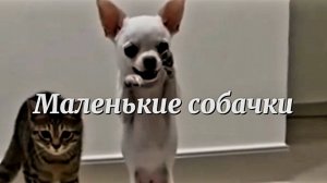 Маленькие собачки. Чихуахуа и другие породы карманных собак. Забавные животные